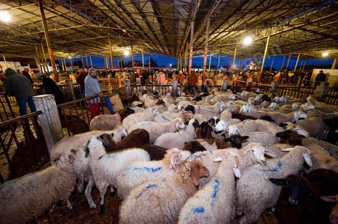 Marché aux bestiaux bovins et ovidés à Tunis, Vente aux enchères et vente en gros du bétail mouton, agneaux, chèvres, vaches, veau