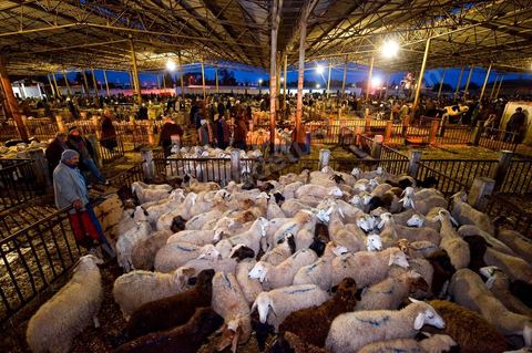 Marché aux bestiaux bovins et ovidés à Tunis, Vente aux enchères et vente en gros du bétail mouton, agneaux, chèvres, vaches, veau