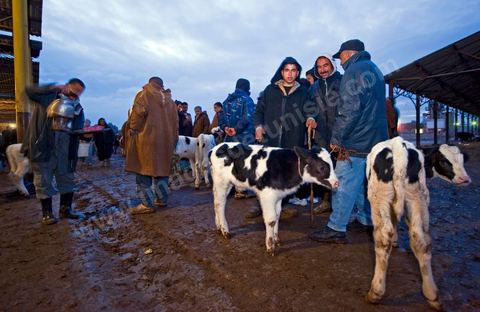 Marché aux bestiaux bovins et ovidés à Tunis, Vente aux enchères et vente en gros du bétail mouton, agneaux, chèvres, vaches, veau