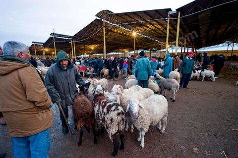 Marché aux bestiaux bovins et ovidés à Tunis, Vente aux enchères et vente en gros du bétail mouton, agneaux, chèvres, vaches, veau