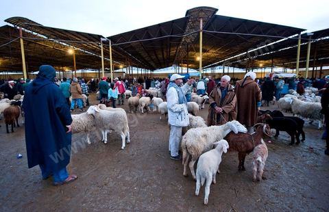 Marché aux bestiaux bovins et ovidés à Tunis, Vente aux enchères et vente en gros du bétail mouton, agneaux, chèvres, vaches, veau