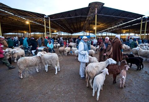 Marché aux bestiaux bovins et ovidés à Tunis, Vente aux enchères et vente en gros du bétail mouton, agneaux, chèvres, vaches, veau
