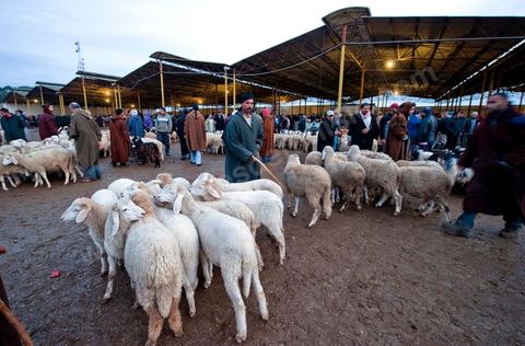 Marché aux bestiaux bovins et ovidés à Tunis, Vente aux enchères et vente en gros du bétail mouton, agneaux, chèvres, vaches, veau