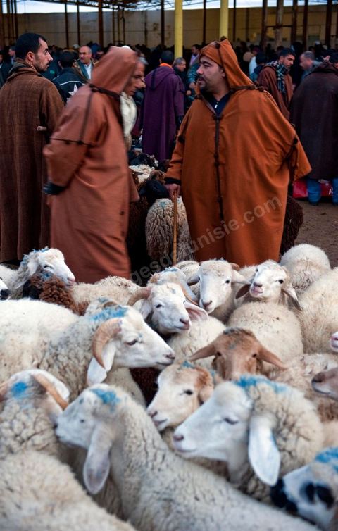 Marché aux bestiaux bovins et ovidés à Tunis, Vente aux enchères et vente en gros du bétail mouton, agneaux, chèvres, vaches, veau