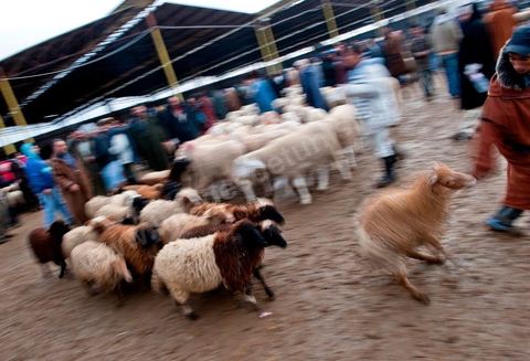 Marché aux bestiaux bovins et ovidés à Tunis, Vente aux enchères et vente en gros du bétail mouton, agneaux, chèvres, vaches, veau