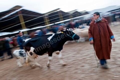 Marché aux bestiaux bovins et ovidés à Tunis, Vente aux enchères et vente en gros du bétail mouton, agneaux, chèvres, vaches, veau