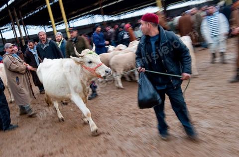 Marché aux bestiaux bovins et ovidés à Tunis, Vente aux enchères et vente en gros du bétail mouton, agneaux, chèvres, vaches, veau