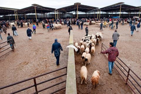 Marché aux bestiaux bovins et ovidés à Tunis, Vente aux enchères et vente en gros du bétail mouton, agneaux, chèvres, vaches, veau