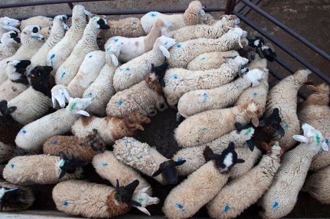 Marché aux bestiaux bovins et ovidés à Tunis, Vente aux enchères et vente en gros du bétail mouton, agneaux, chèvres, vaches, veau