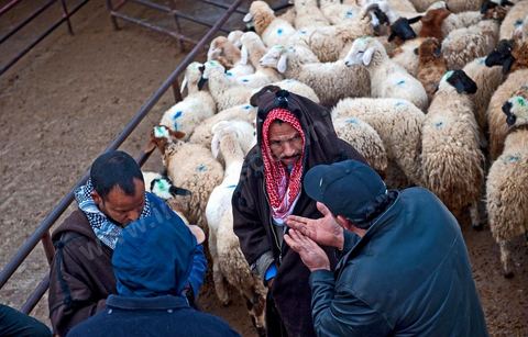 Marché aux bestiaux bovins et ovidés à Tunis, Vente aux enchères et vente en gros du bétail mouton, agneaux, chèvres, vaches, veau
