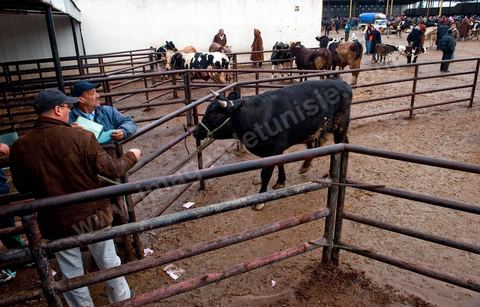 Marché aux bestiaux bovins et ovidés à Tunis, Vente aux enchères et vente en gros du bétail mouton, agneaux, chèvres, vaches, veau