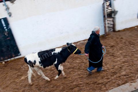 Marché aux bestiaux bovins et ovidés à Tunis, Vente aux enchères et vente en gros du bétail mouton, agneaux, chèvres, vaches, veau