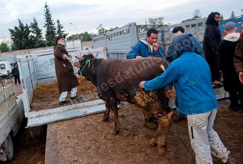 Marché aux bestiaux bovins et ovidés à Tunis, Vente aux enchères et vente en gros du bétail mouton, agneaux, chèvres, vaches, veau