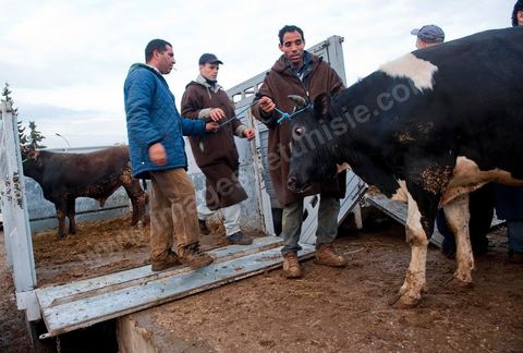 Marché aux bestiaux bovins et ovidés à Tunis, Vente aux enchères et vente en gros du bétail mouton, agneaux, chèvres, vaches, veau