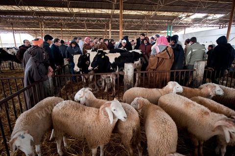 Marché aux bestiaux bovins et ovidés à Tunis, Vente aux enchères et vente en gros du bétail mouton, agneaux, chèvres, vaches, veau