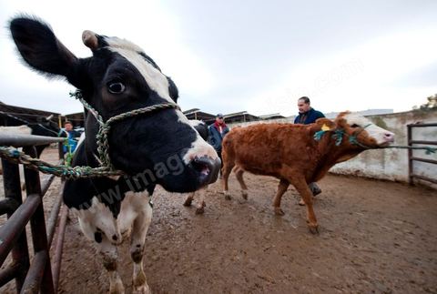 Marché aux bestiaux bovins et ovidés à Tunis, Vente aux enchères et vente en gros du bétail mouton, agneaux, chèvres, vaches, veau