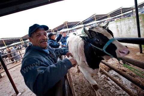 Marché aux bestiaux bovins et ovidés à Tunis, Vente aux enchères et vente en gros du bétail mouton, agneaux, chèvres, vaches, veau