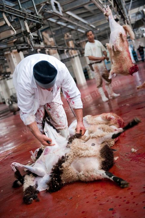 Les abattoirs municipaux de Tunis El Mourouj géré par la société Ellouhoum pour bovins et ovidés.