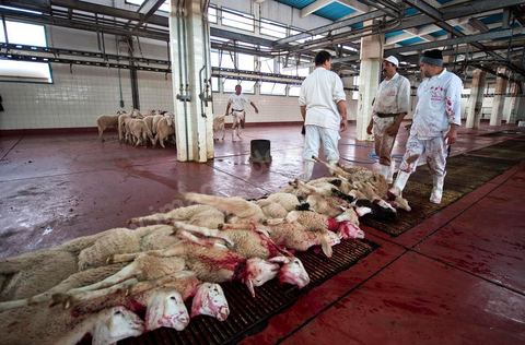 Les abattoirs municipaux de Tunis El Mourouj géré par la société Ellouhoum pour bovins et ovidés.