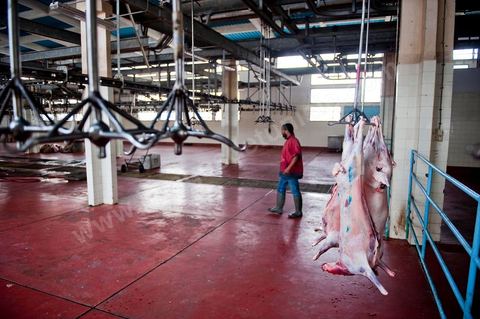 Les abattoirs municipaux de Tunis El Mourouj géré par la société Ellouhoum pour bovins et ovidés.