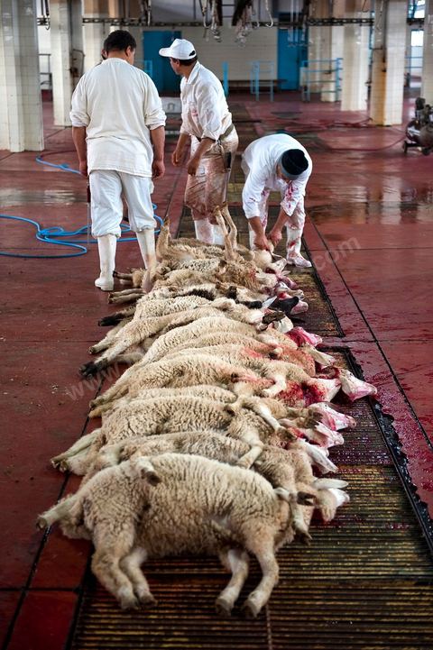 Les abattoirs municipaux de Tunis El Mourouj géré par la société Ellouhoum pour bovins et ovidés.