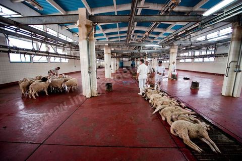 Les abattoirs municipaux de Tunis El Mourouj géré par la société Ellouhoum pour bovins et ovidés.