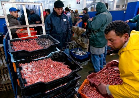 caisse de poissons après la pesée à la Halle aux poissons du marché de gros de Tunis à El Mourouj