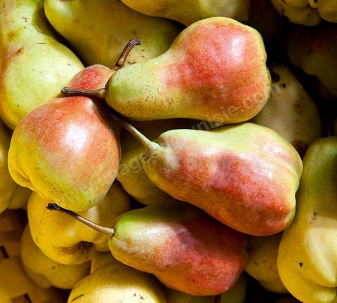 Poires - Halle aux fruits et légumes du marché de gros de Tunis à El Mourouj