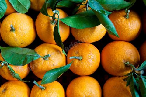 Oranges - Halle aux fruits et légumes du marché de gros de Tunis à El Mourouj