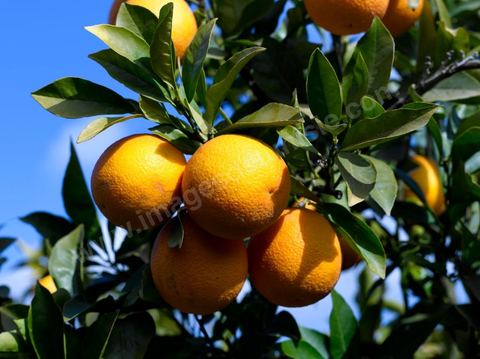 Cueillette des oranges dans les orangeraies du Cap Bon près de Turki