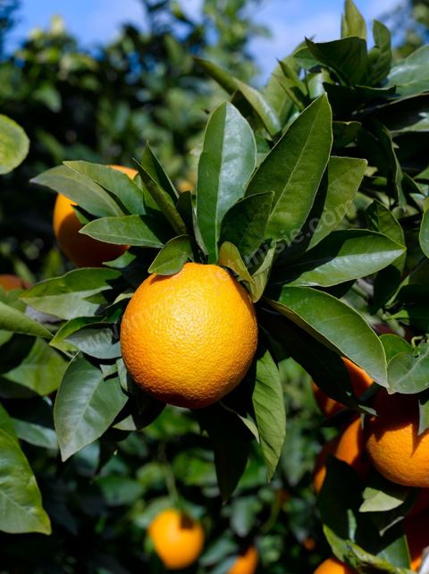 Cueillette des oranges dans les orangeraies du Cap Bon près de Turki