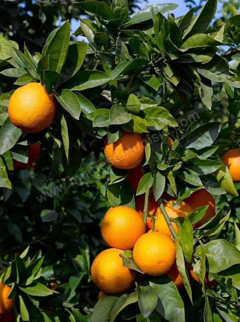 Cueillette des oranges dans les orangeraies du Cap Bon près de Turki