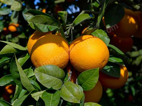 Cueillette des oranges dans les orangeraies du Cap Bon près de Turki