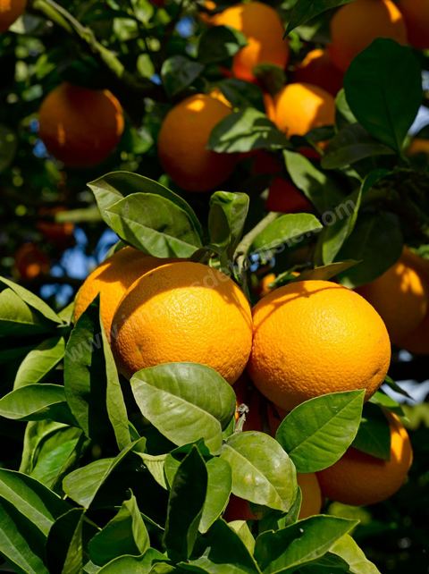 Cueillette des oranges dans les orangeraies du Cap Bon près de Turki