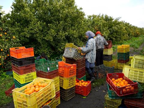 Cueillette des oranges dans les orangeraies du Cap Bon près de Turki