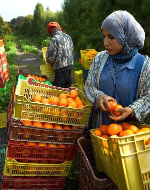 Cueillette des oranges dans les orangeraies du Cap Bon près de Turki