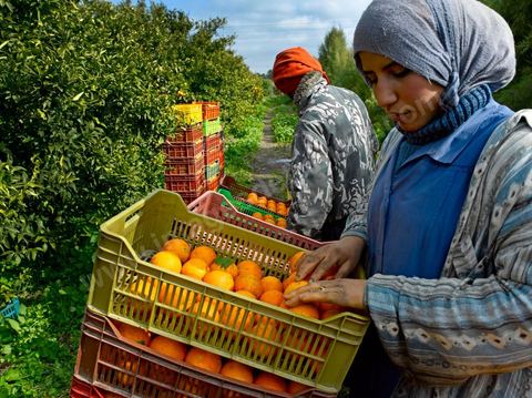 Cueillette des oranges dans les orangeraies du Cap Bon près de Turki