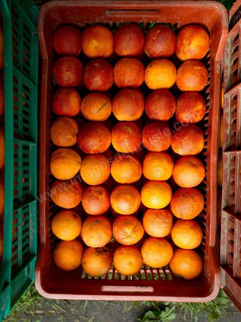 Cueillette des oranges dans les orangeraies du Cap Bon près de Turki