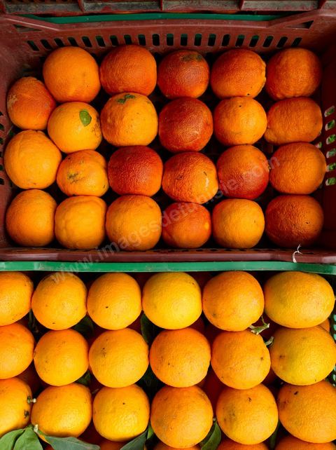 Cueillette des oranges dans les orangeraies du Cap Bon près de Turki