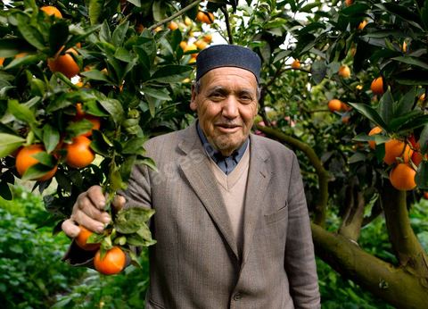 Cueillette des oranges dans les orangeraies du Cap Bon près de Turki