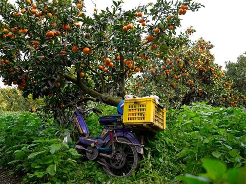 Cueillette des oranges dans les orangeraies du Cap Bon près de Turki