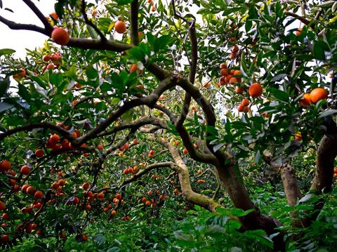 Cueillette des oranges dans les orangeraies du Cap Bon près de Turki