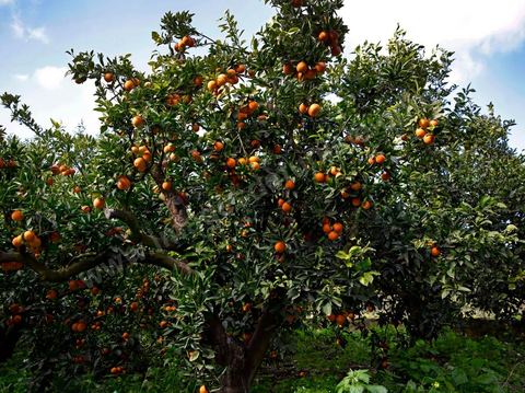 Cueillette des oranges dans les orangeraies du Cap Bon près de Turki