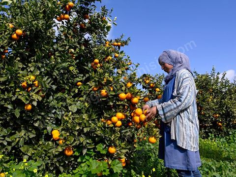 Cueillette des oranges dans les orangeraies du Cap Bon près de Turki