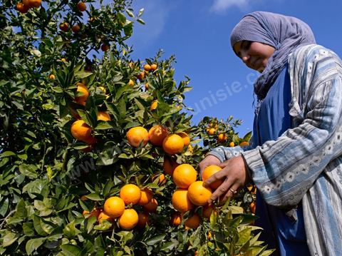 Cueillette des oranges dans les orangeraies du Cap Bon près de Turki