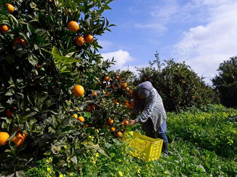 Cueillette des oranges dans les orangeraies du Cap Bon près de Turki
