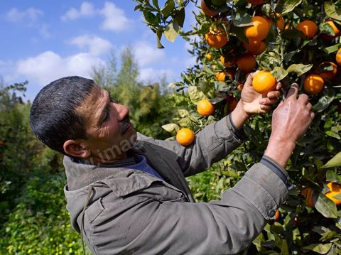 Cueillette des oranges dans les orangeraies du Cap Bon près de Turki
