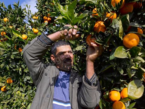 Cueillette des oranges dans les orangeraies du Cap Bon près de Turki