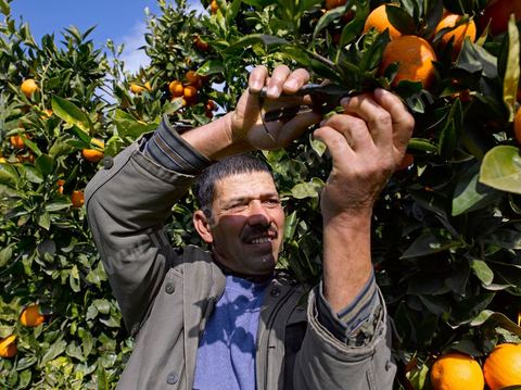 Cueillette des oranges dans les orangeraies du Cap Bon près de Turki