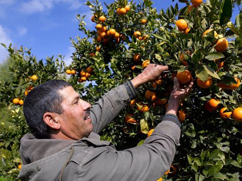 Cueillette des oranges dans les orangeraies du Cap Bon près de Turki